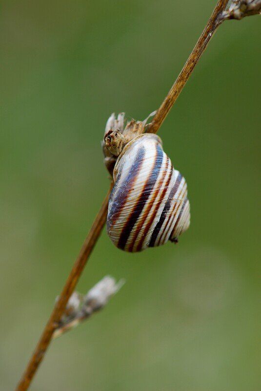 Snail фото превью