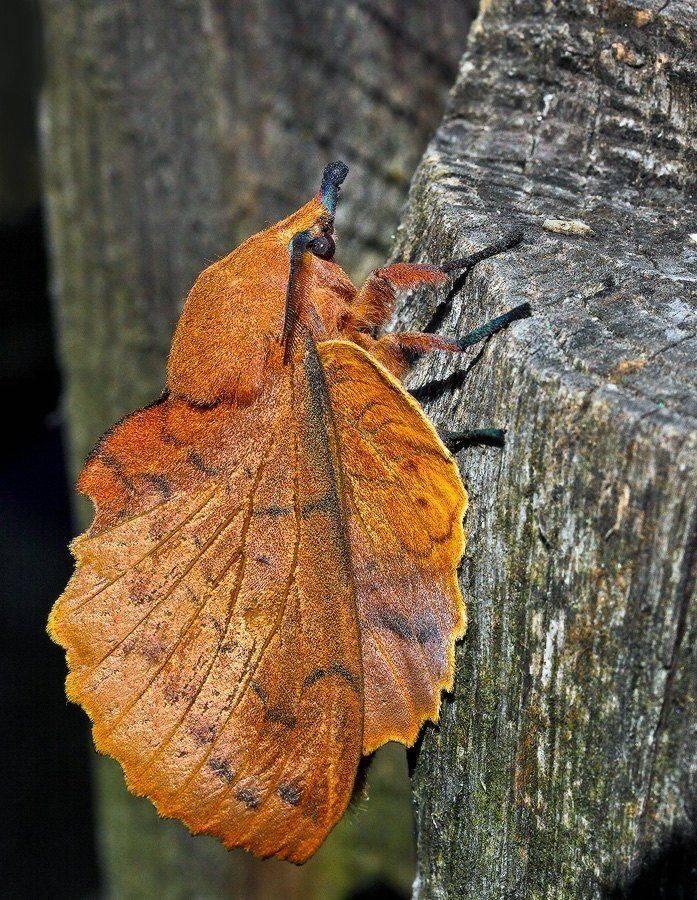 , Uncle_Vova (Владимир Веснин)