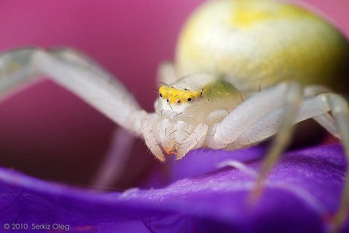 Crab spider