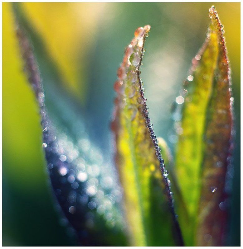 в лучах заходящего солнца фото превью