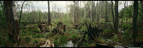 пейзаж юрского периода