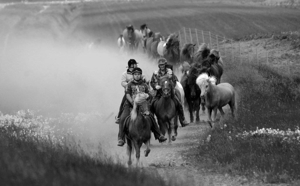 лошади, Ксения