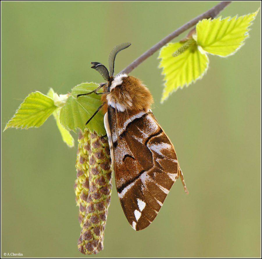 шелкопряд,берёзовый,versicolora,май, весна, Александр Чувилин