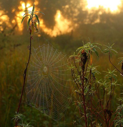 вуаль тумана