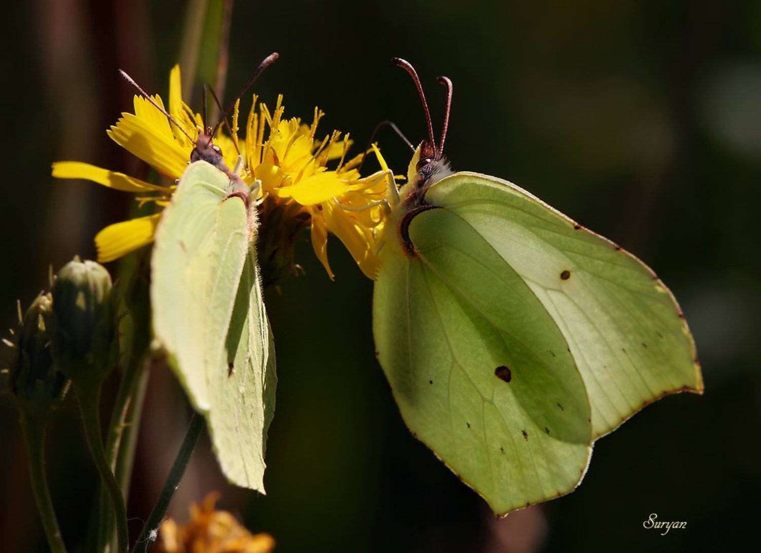 лето, трава, бабочка, Олег Сурьянинов