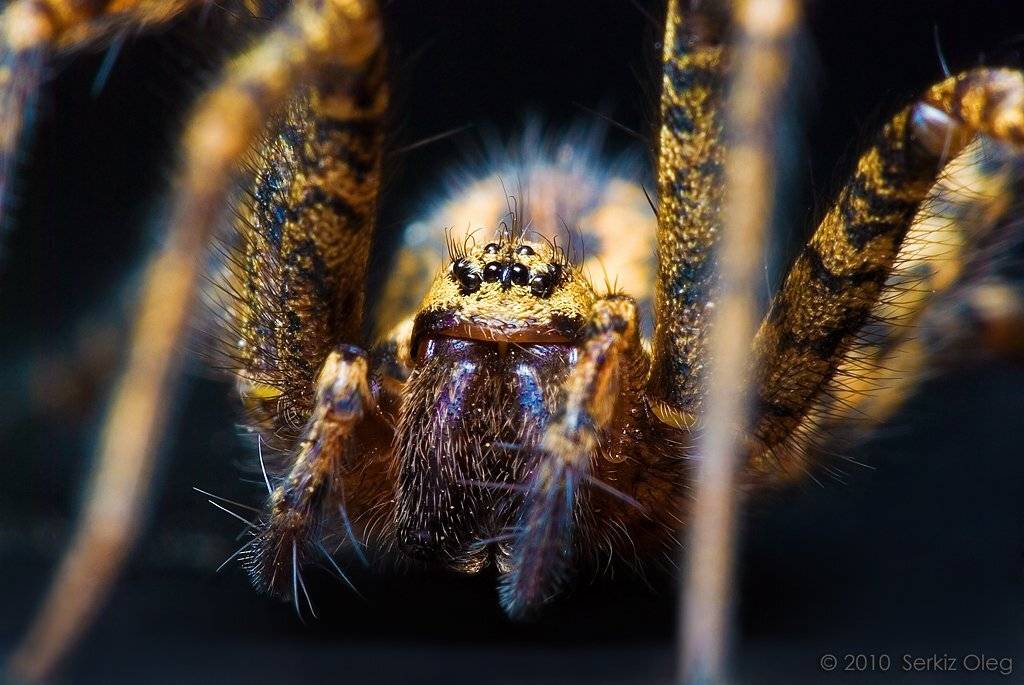tegenaria, duellica, serkiz, oleg, Oleg Serkiz