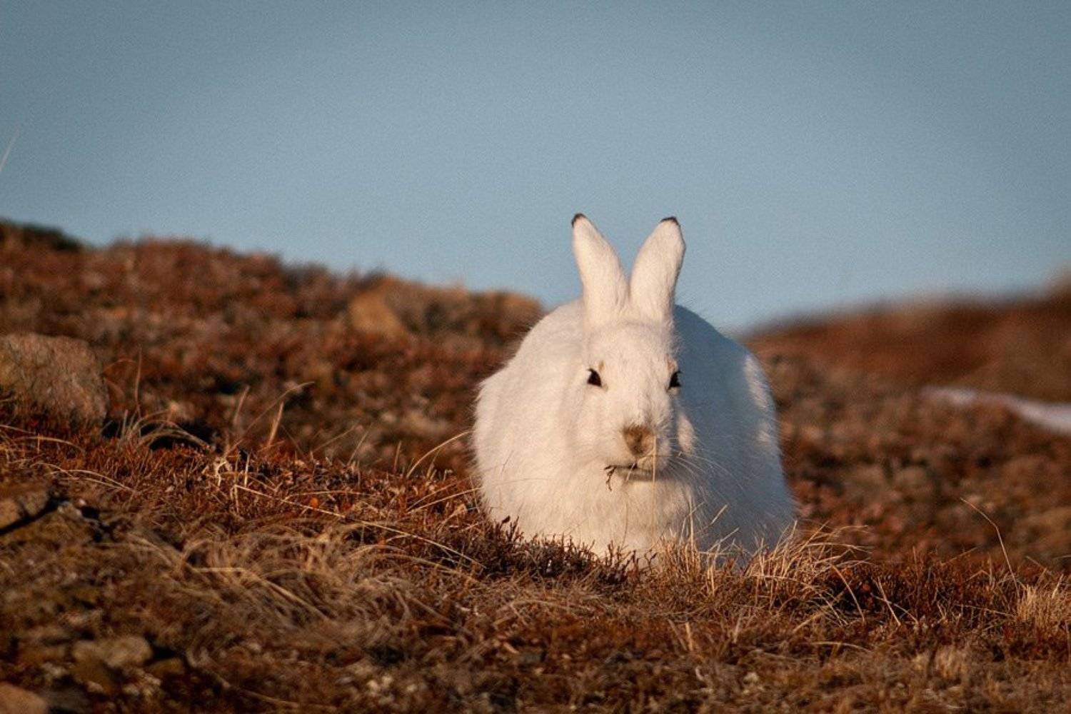 заяц, Иван Кислов