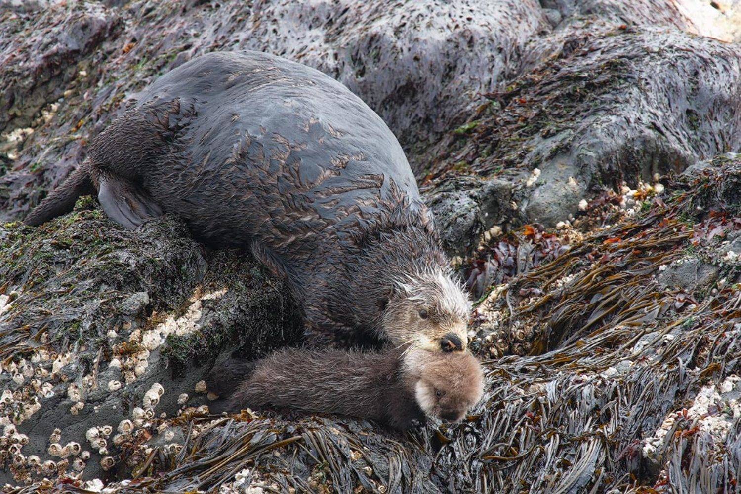 калан, самка, малыш, командоры, остров топорков, Utkin  Dmitriy
