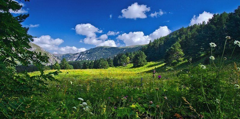 Опушка фото превью