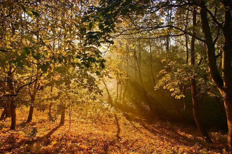 Утренний поцелуй фото превью