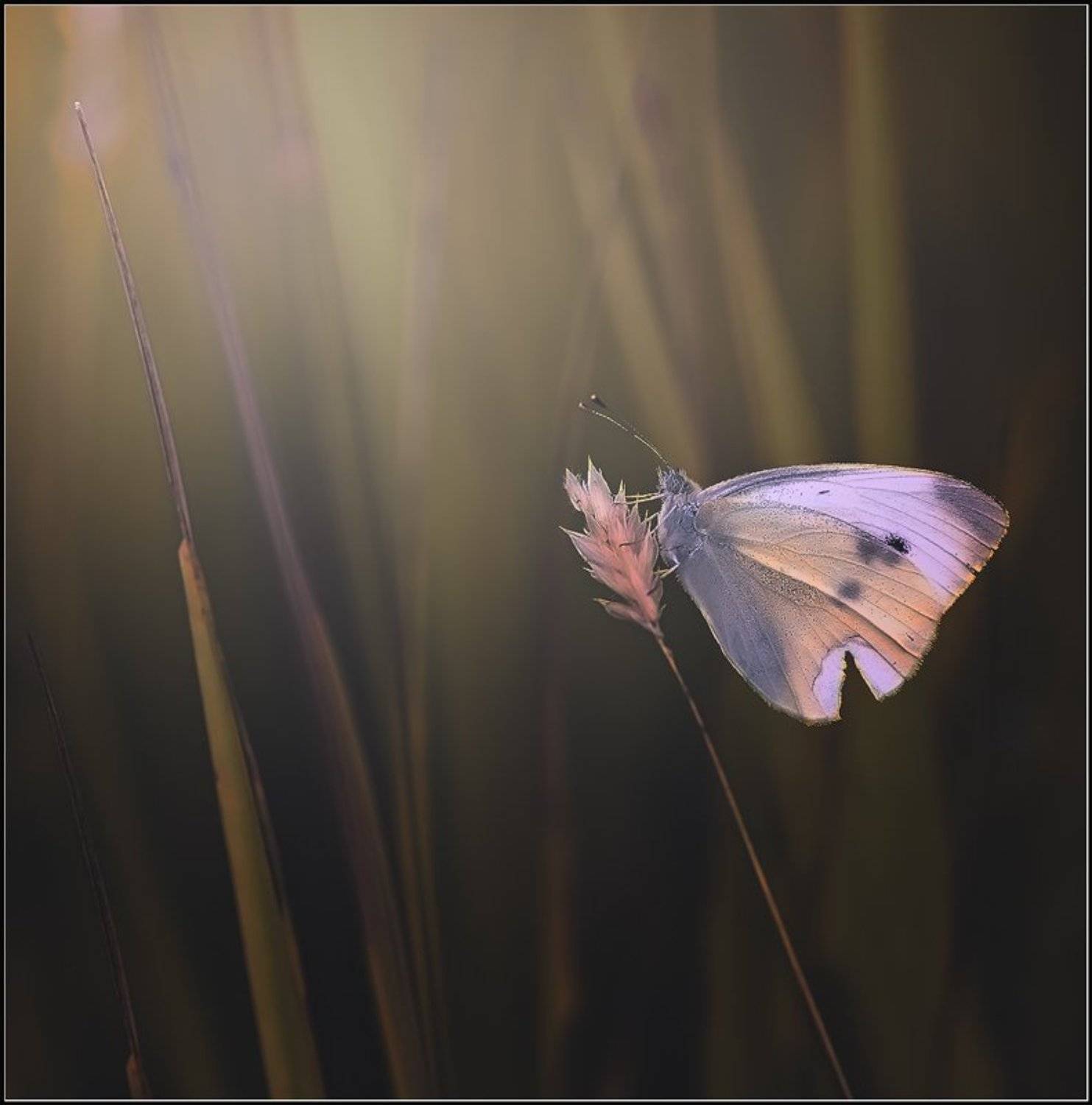 макро,природа,бабочка,, Евгений Кирилкин.