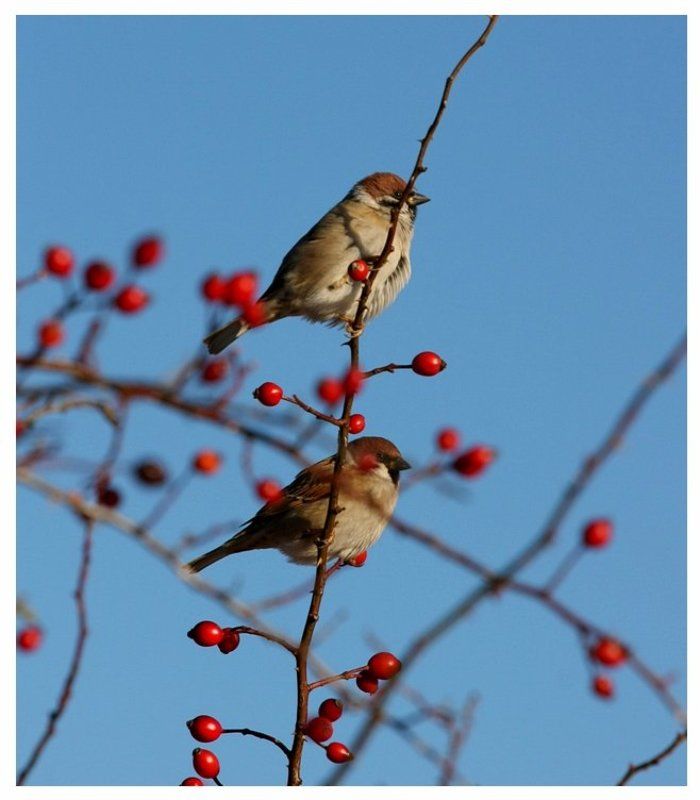 Passer montanus фото превью