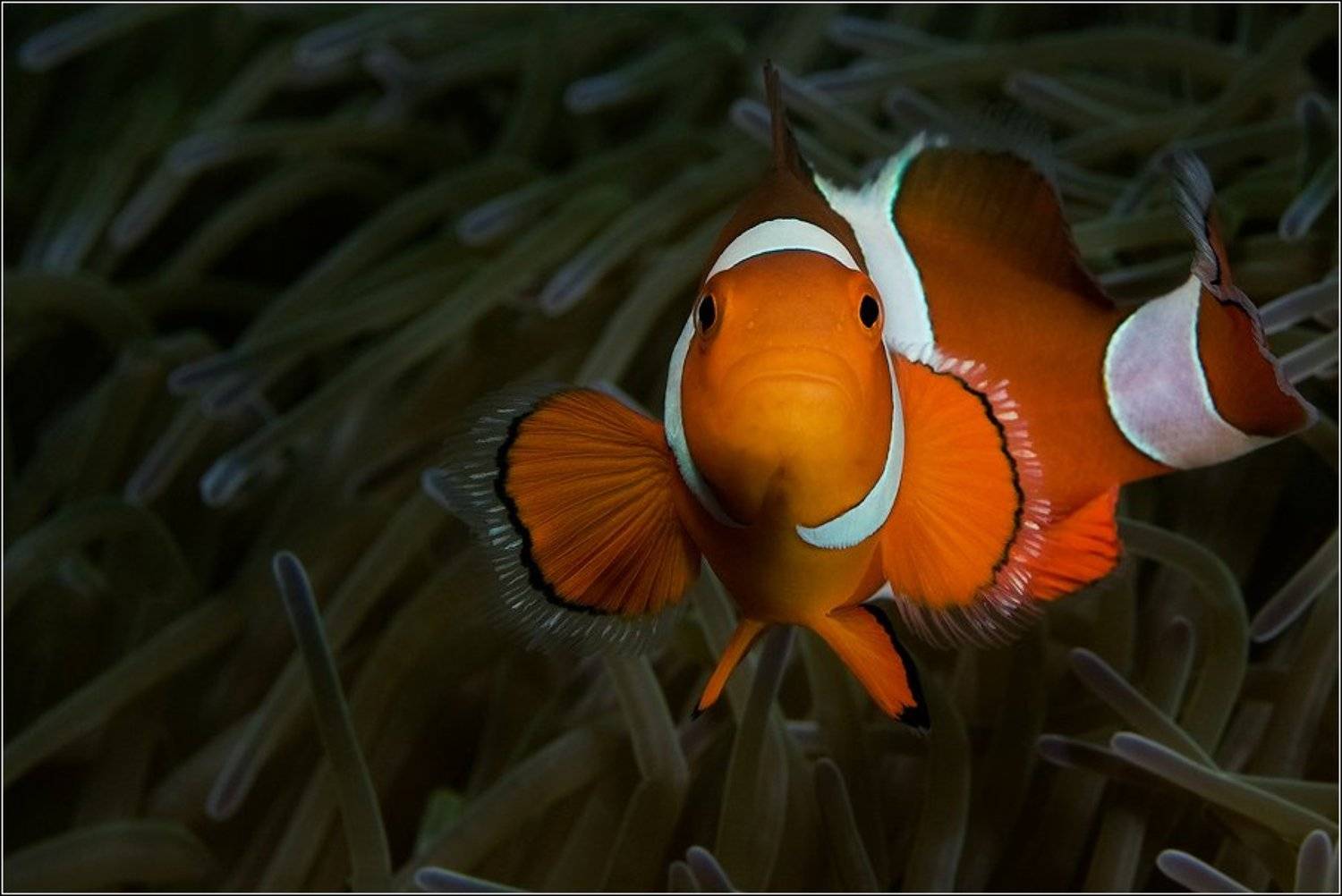 , Владимир Жданов