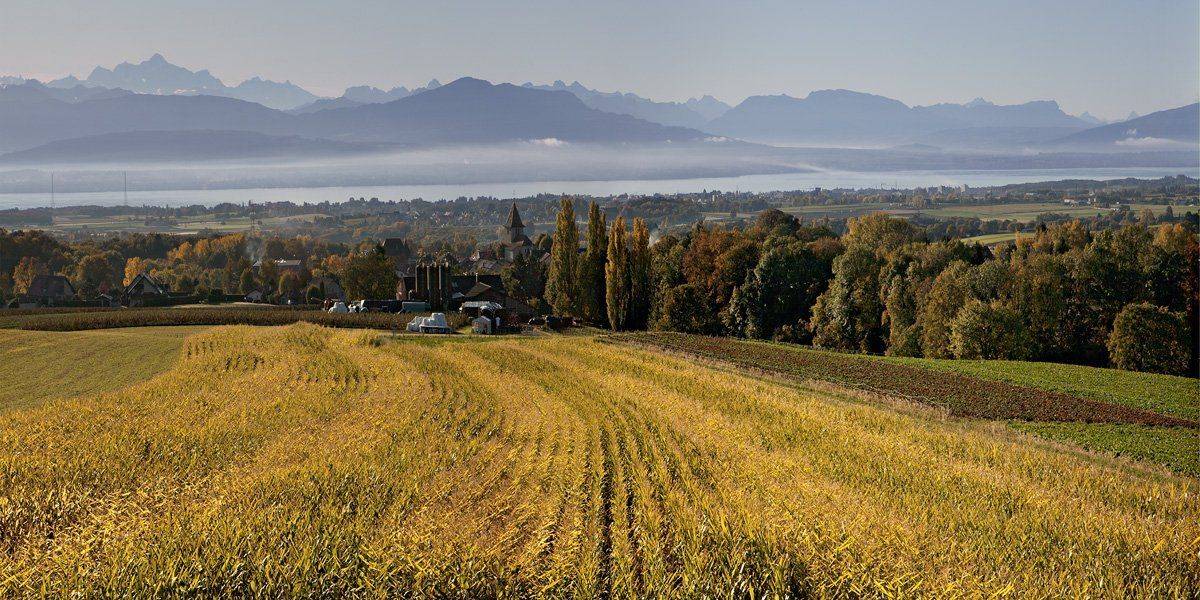 swiss, Матвеев Николай