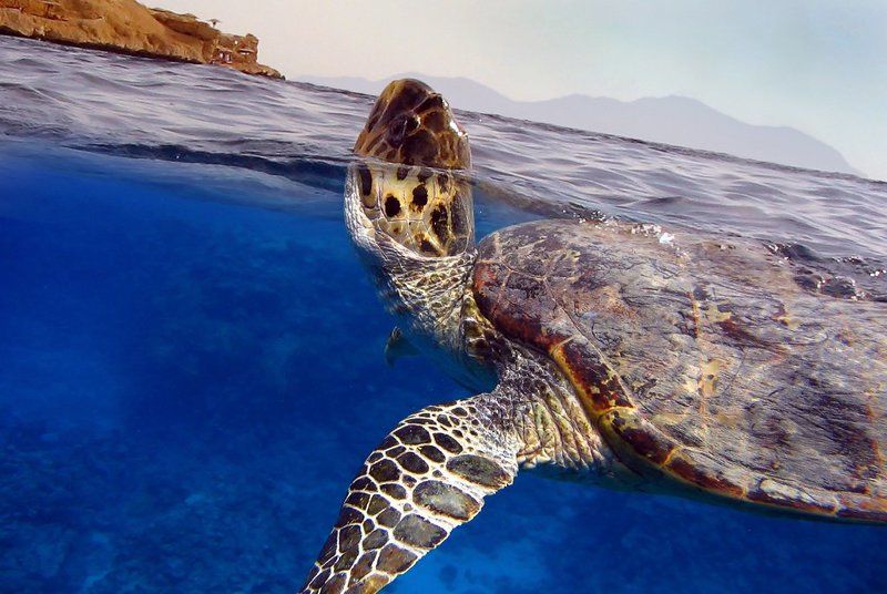 черепаха Вдохнуть... и не дышать фото превью