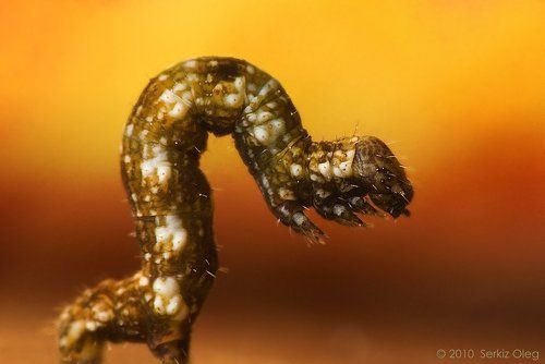 Caterpillar