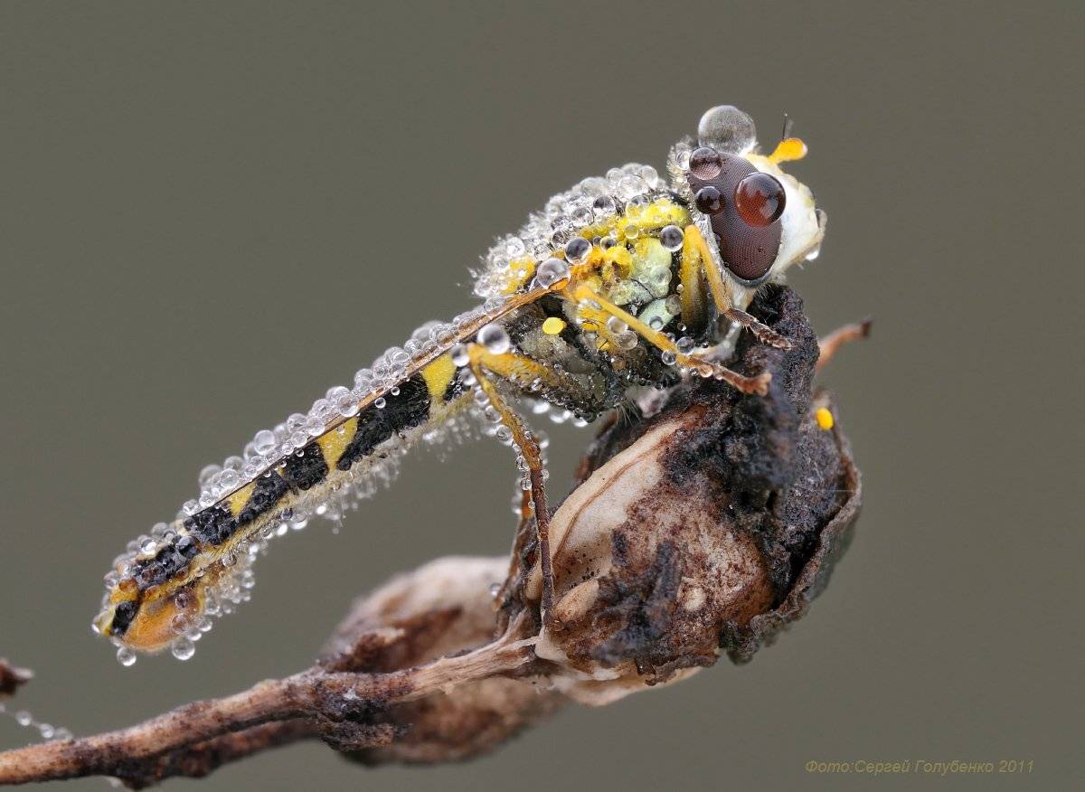 , Сергей Голубенко