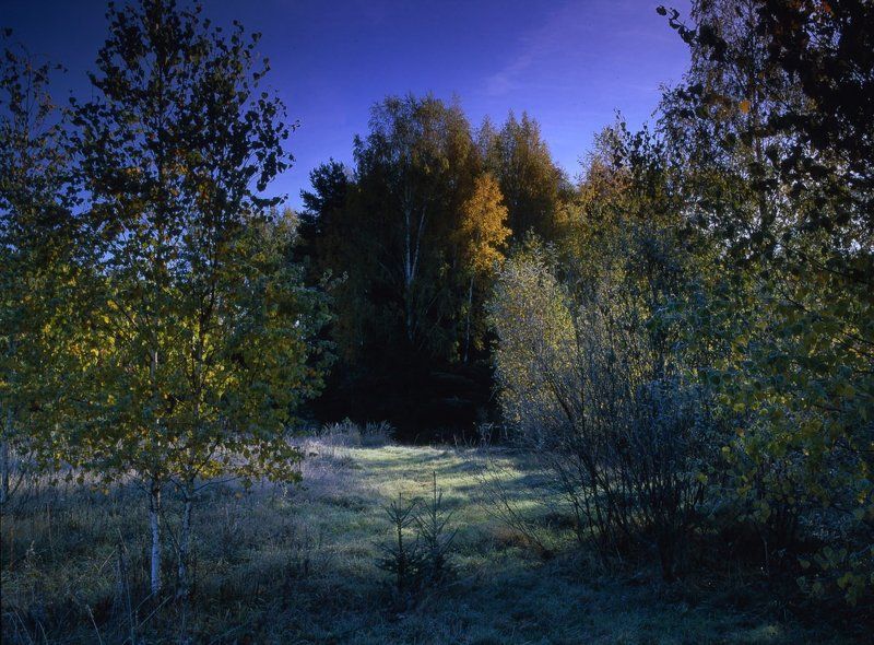 деревья.рассвет.осень.заморозки.иней. Утро,заморозки. фото превью