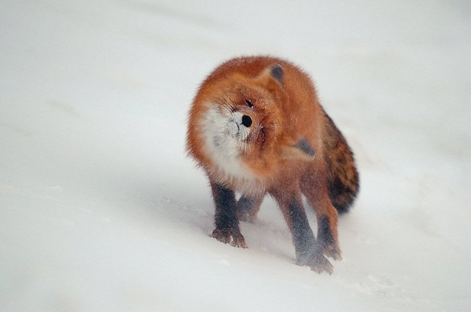 , Иван Кислов