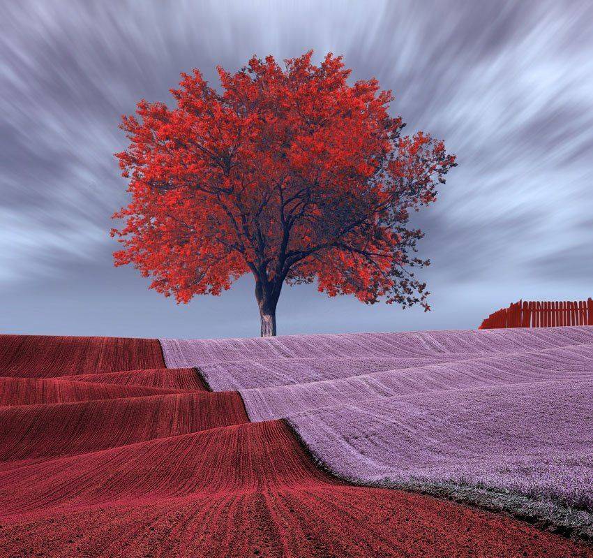 tree, ir, red, purple, wave, fence, pink, Caras Ionut