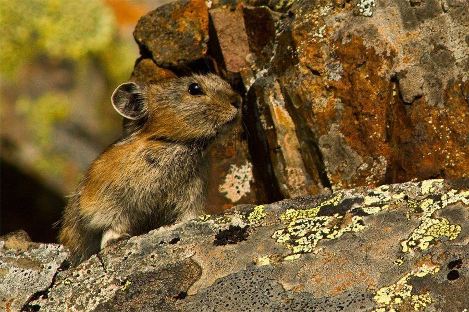 полевка, Иван Кислов
