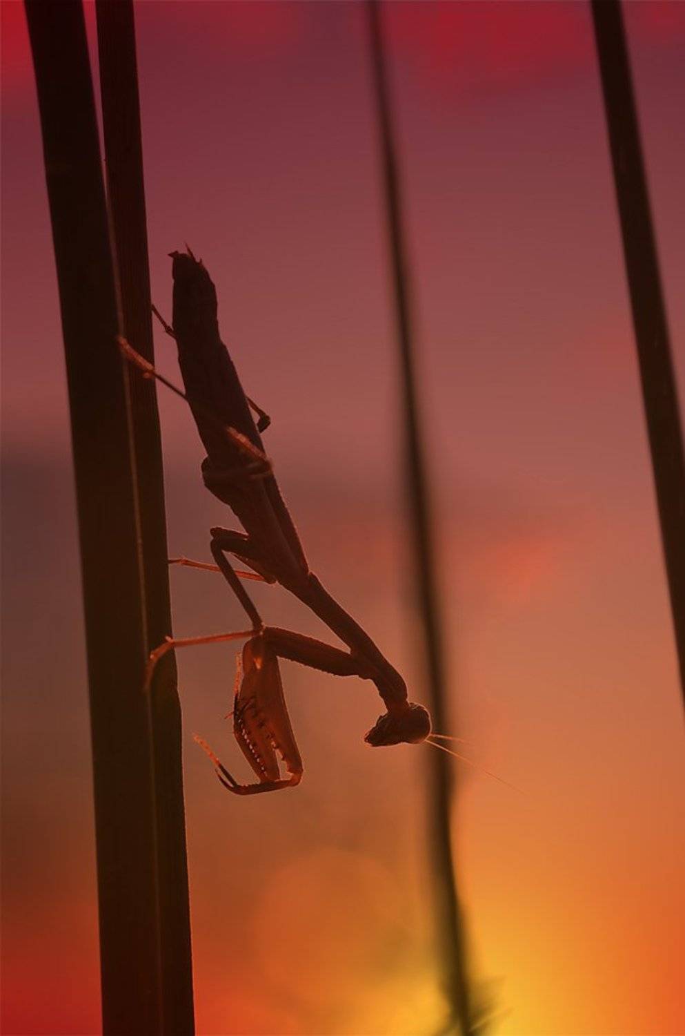 , Юлия Борзилова