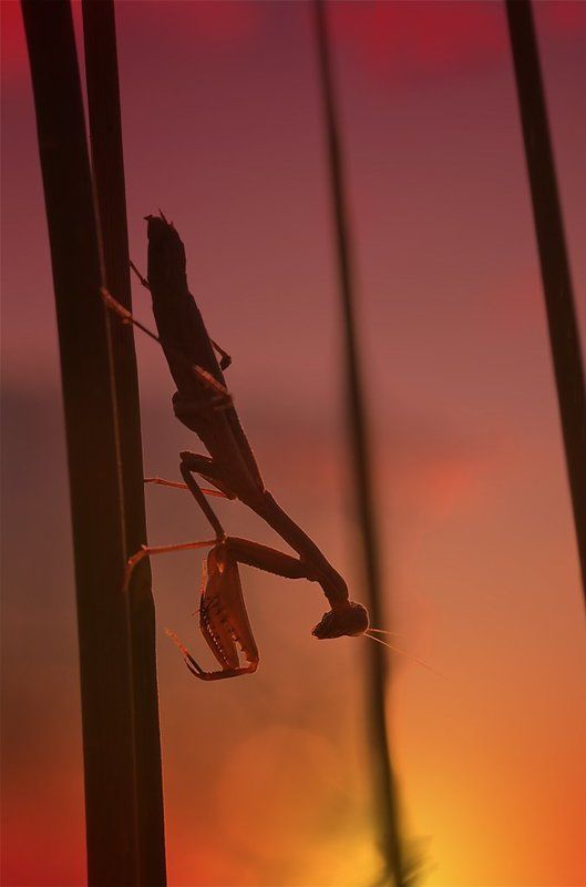 Провожающий солнце фото превью