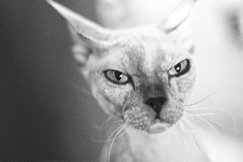 *** фото превью