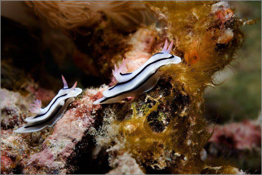 голожаберный, моллюск, Владимир Жданов