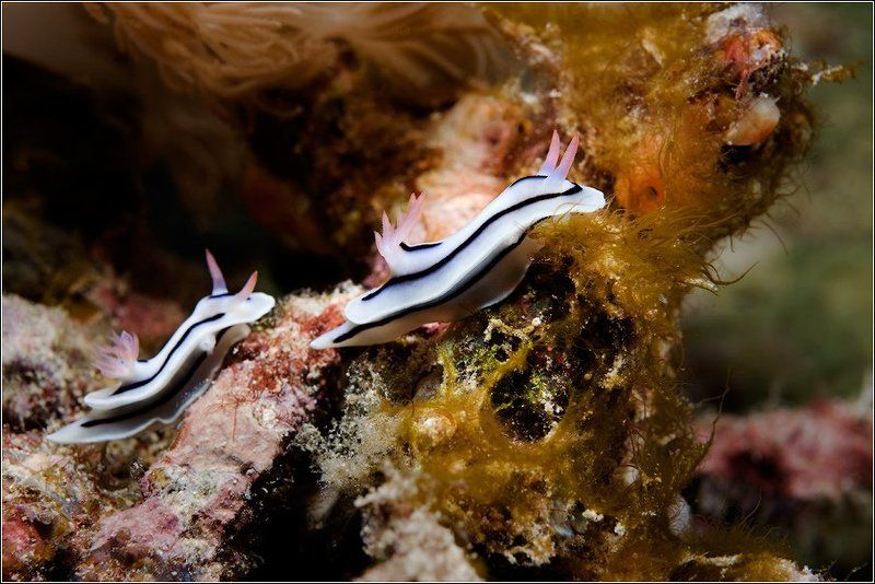 голожаберный, моллюск Follow me или Синхронное ползание фото превью