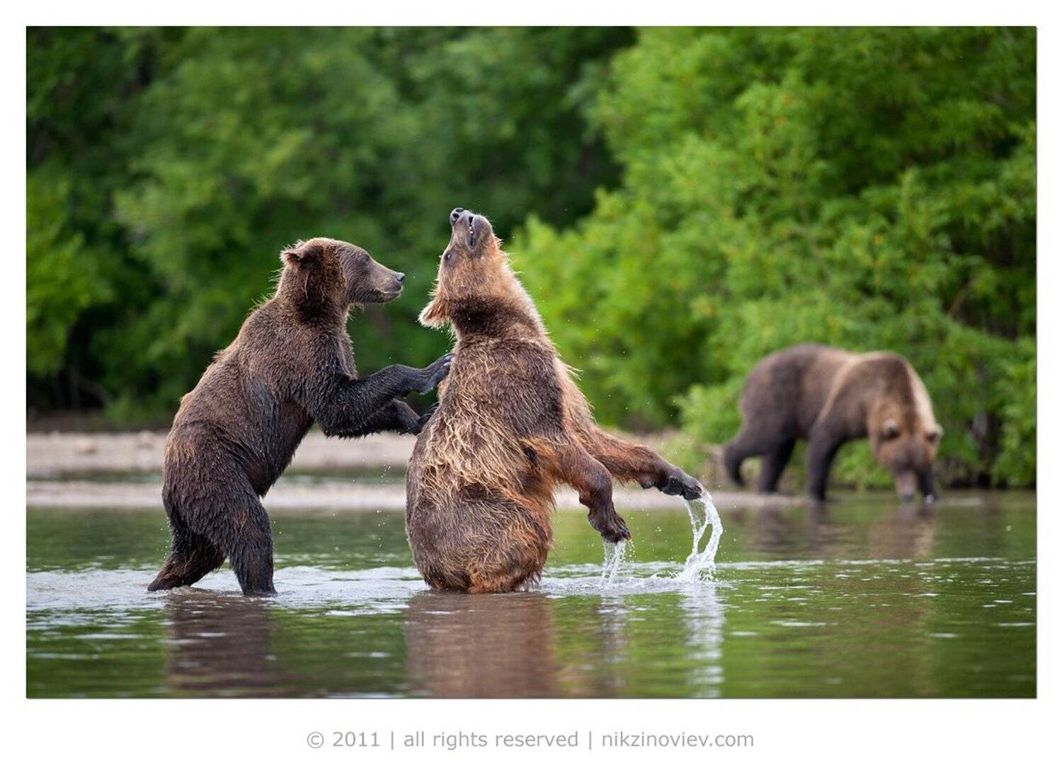 медведи, камчатка, курильское озеро, дикая природа, россия, николай зиновьев, Николай Зиновьев