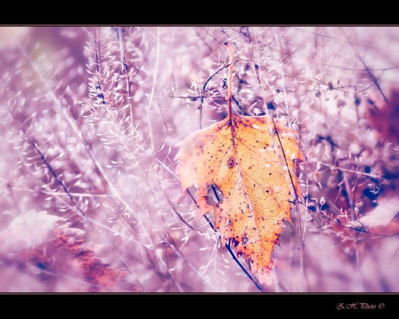 leaf, bushes, pink, bokeh The same leaf фото превью