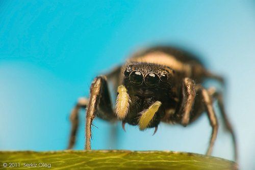 oOOo Salticidae of Ukraine!
