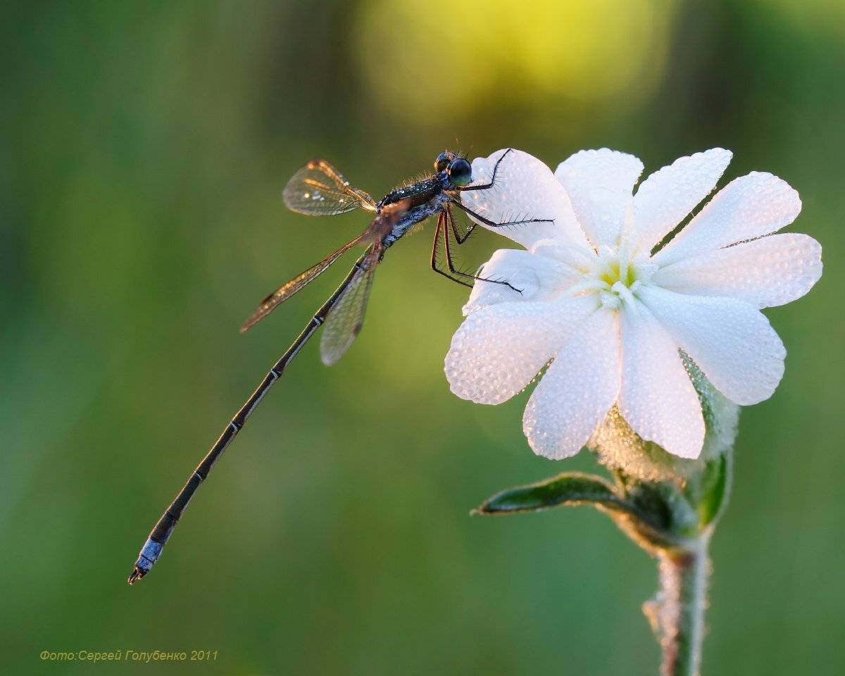 , Сергей Голубенко