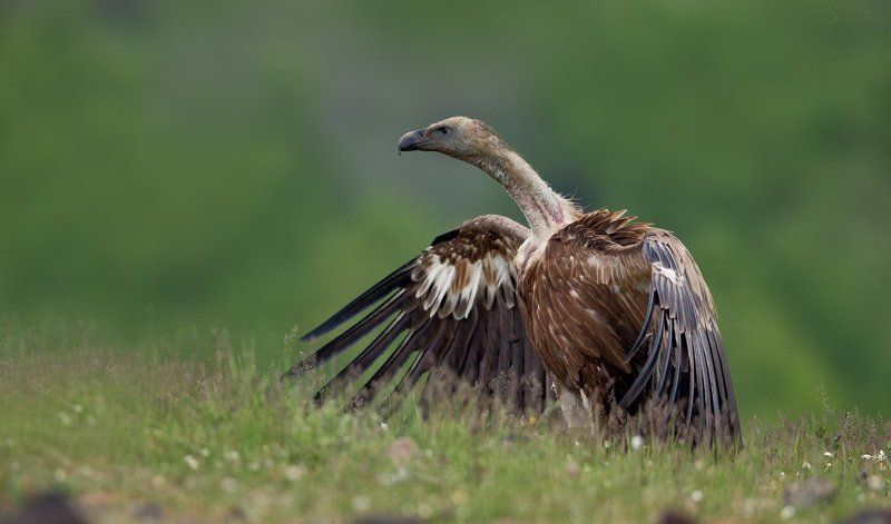 Грифон (Gyps fulvus) фото превью