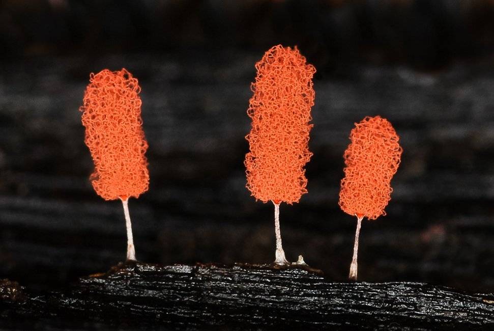 , Надежда Звягина / New Zealand