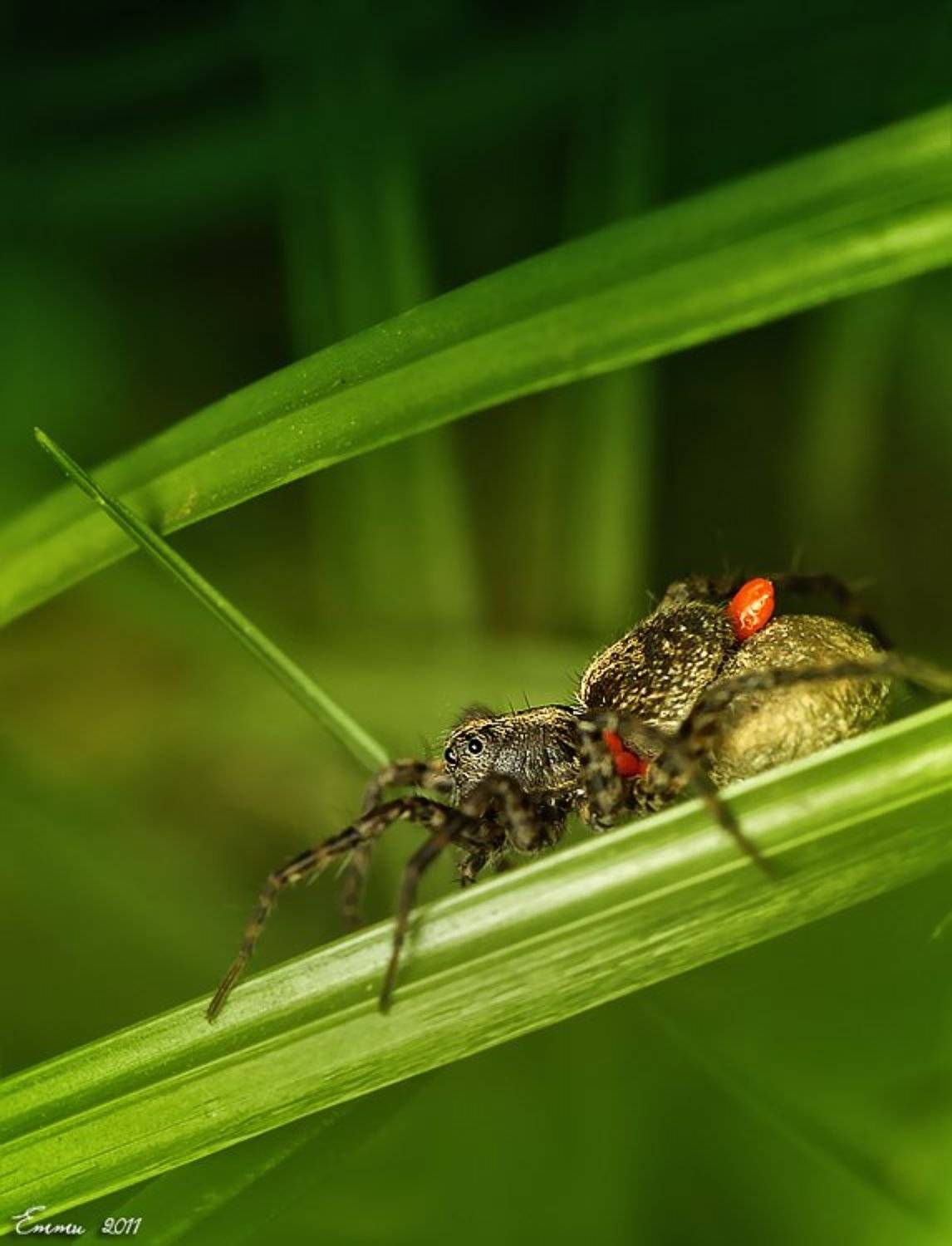 паук, насекомое, макро, етти