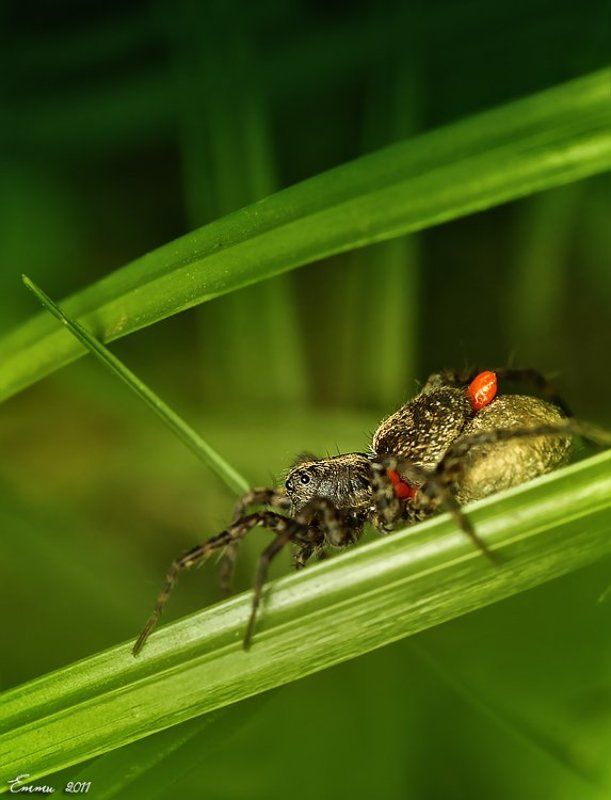 паук, насекомое, макро Паучёк... фото превью