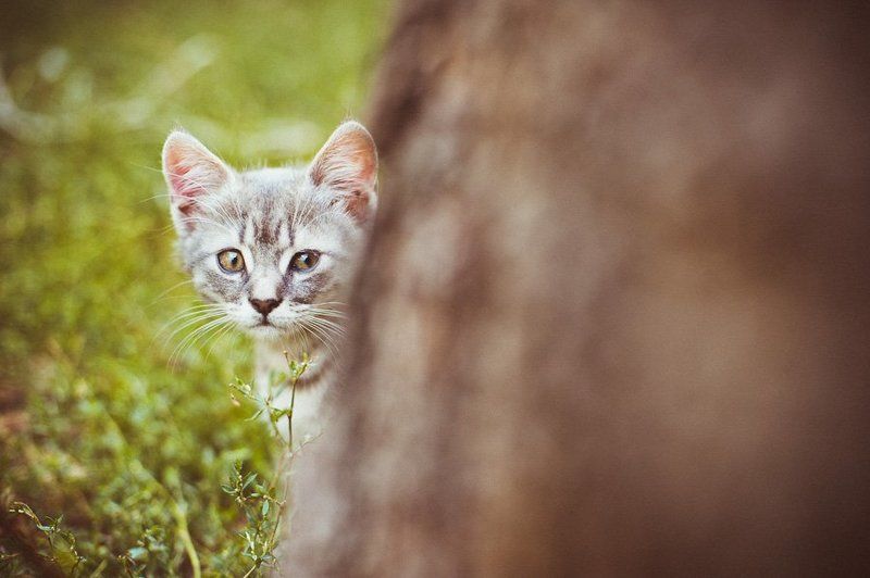 игрища фото превью