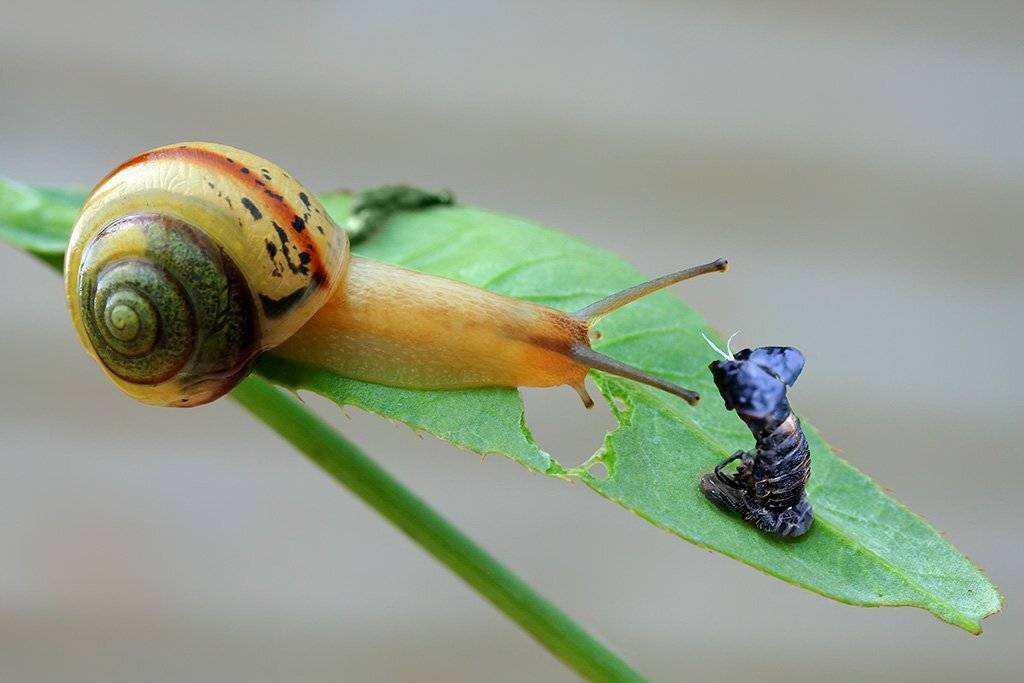 , Uncle_Vova (Владимир Веснин)