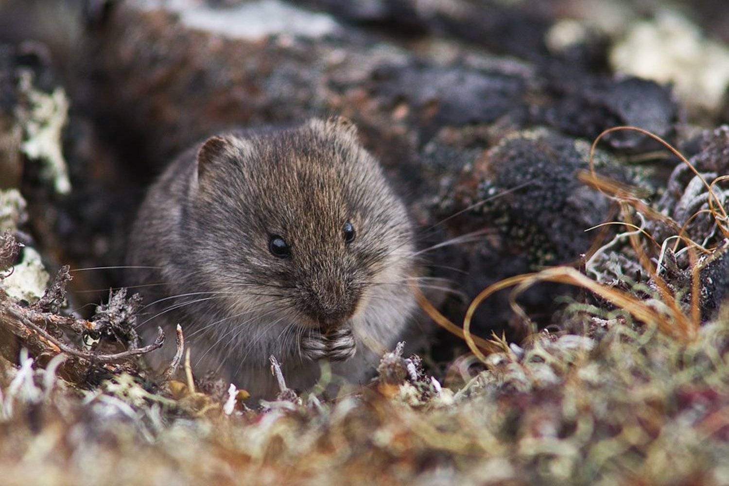 пищуха, Иван Кислов