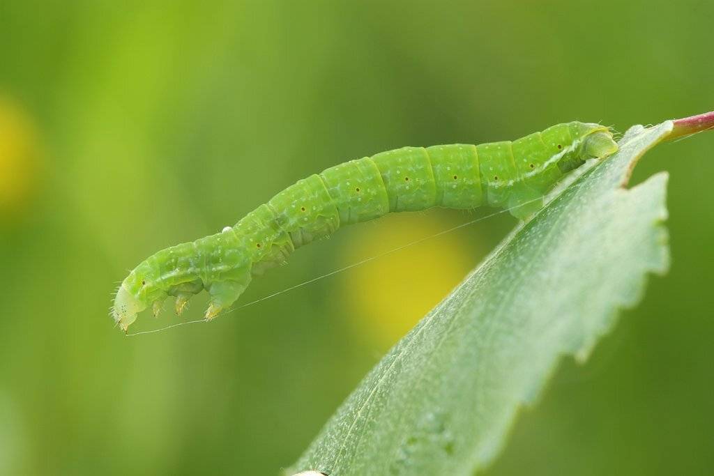 гусеница, Сергей Таланов