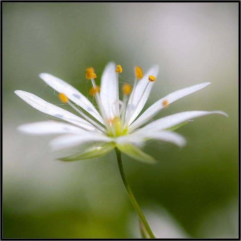 , Качурин Алексей