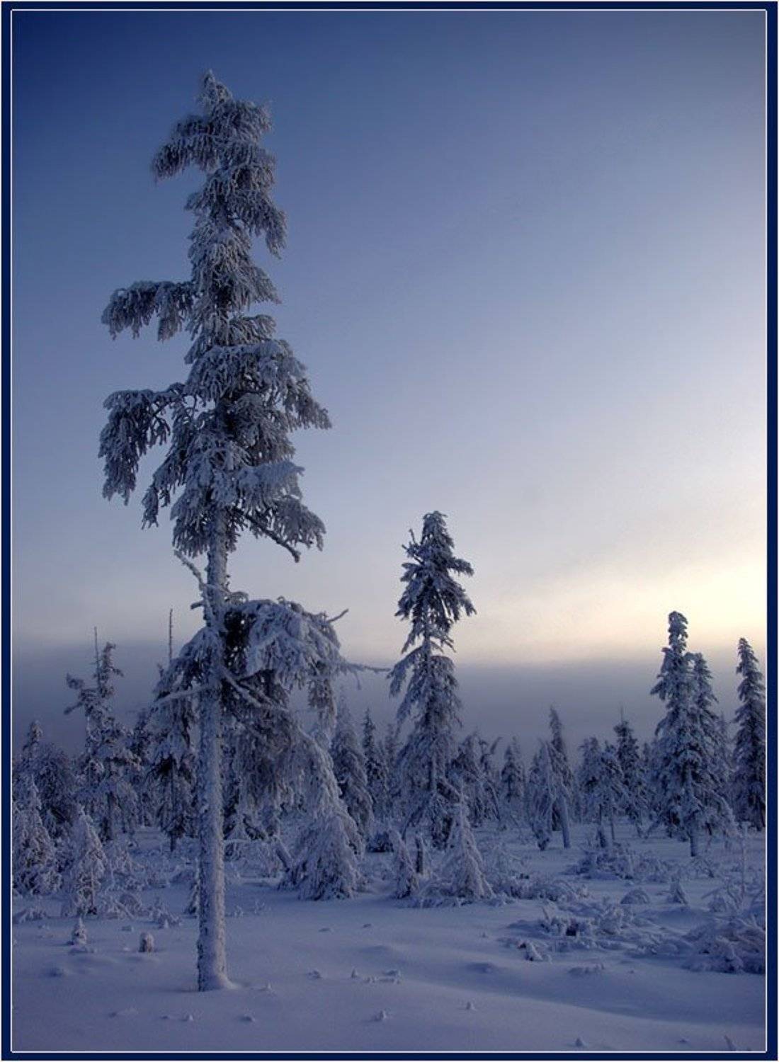 тайга, сумерки, зима, мороз, приполярье, Солодухин Виктор