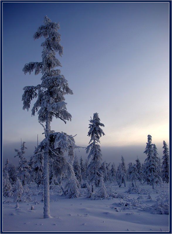 тайга, сумерки, зима, мороз, приполярье Декабрь Приполярья фото превью