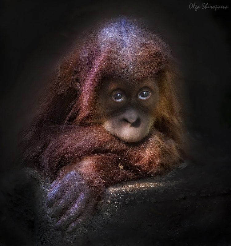 зоопарк, звери, тель-авив, чувства Мне грустно. фото превью