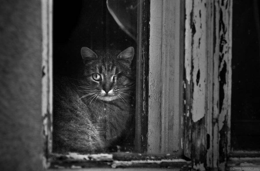 , Сергей Зимин