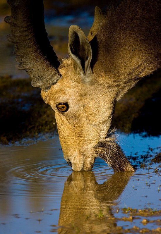 нубийский козерог, водопой поцелуй фото превью