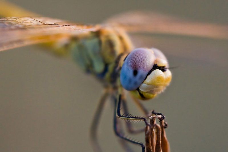 dragofly  фото превью