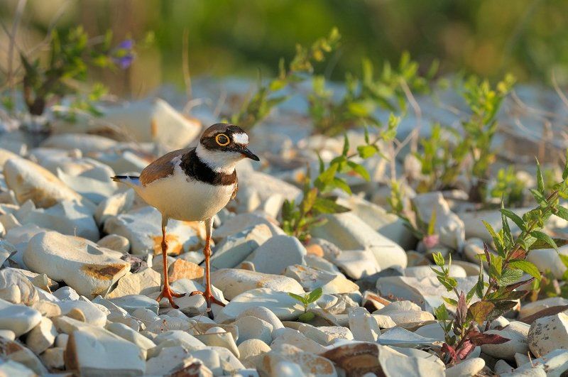 Рассветные встречи. фото превью